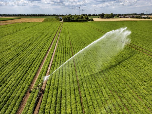 Artificial irrigation with a sprinkler system in a field where carrots are grown, near Kerken, on the Lower Rhine, North Rhine-Westphalia, Germany