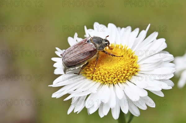 Cockchafer, field cockchafer (Melolontha melolontha), female on a flower of a daisy (Leucanthemum vulgare), Wilnsdorf, North Rhine-Westphalia, Germany