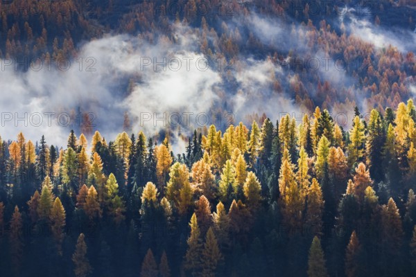Coniferous forest with larches and spruces interspersed with fog, Engadin, Canton Graubünden, Switzerland