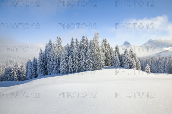 View of Sattelegg with Chöpfenberg in the background, Canton Schwyz, Switzerland
