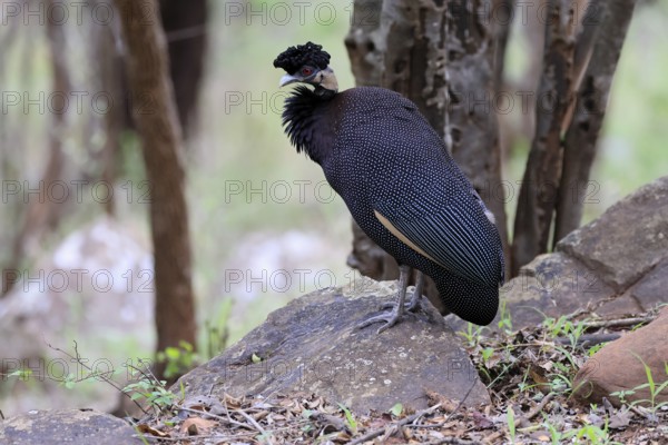 Ruffed Guinea Fowl (Guttera pucherani), adult, on the ground, alert, foraging, Kruger, Kruger National Park, South Africa