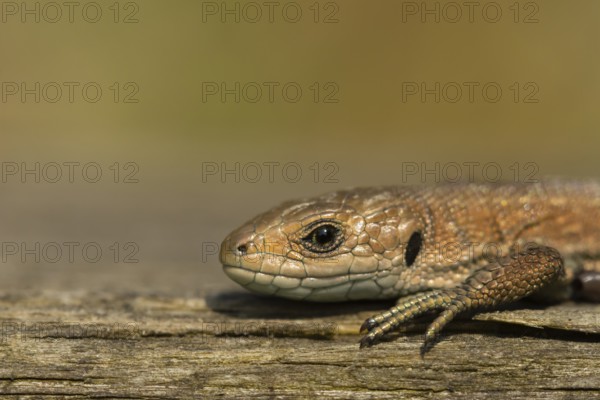 Common lizard (Zootoca vivipara) adult reptile basking on a wooden sleeper, England, United Kingdom