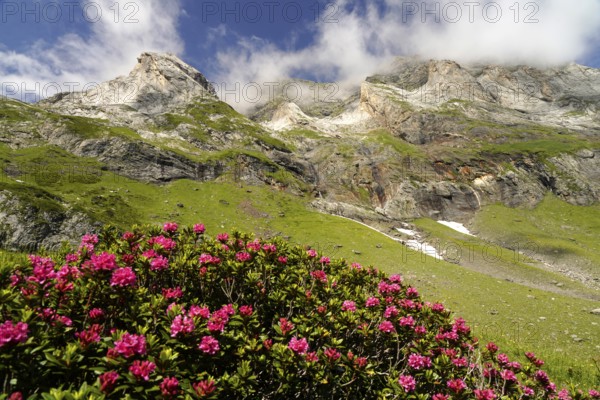 Azalea in bloom at the Cirque de Troumouse basin in the Pyrenees National Park near Gavarnie-Gèdre, France