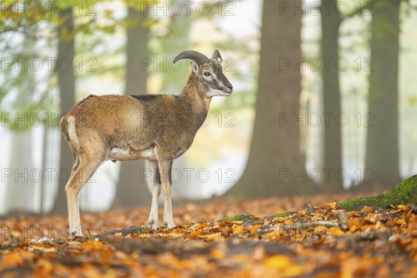 European mouflon (Ovis aries musimon) ram (male) standing in a forest in autumn, Bavaria, Germany