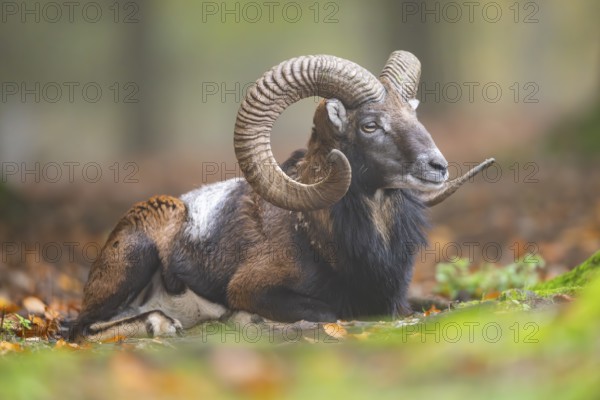 European mouflon (Ovis aries musimon) ram (male) lying in a forest in autumn, Bavaria, Germany