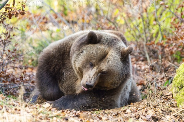 Eurasian Brown Bear (Ursus arctos arctos) lying in a forest, Bavaria, Germany