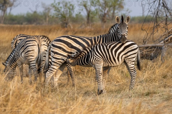 Steppe zebra (Equus quagga), mother suckling young, Okavango Delta, Moremi Game Reserve, Botswana