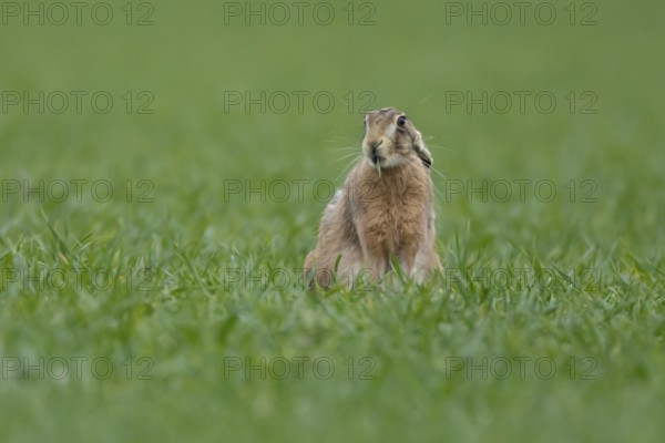 European brown hare (Lepus europaeus) adult animal feeding in a farmland cereal field in springtime, England, United Kingdom