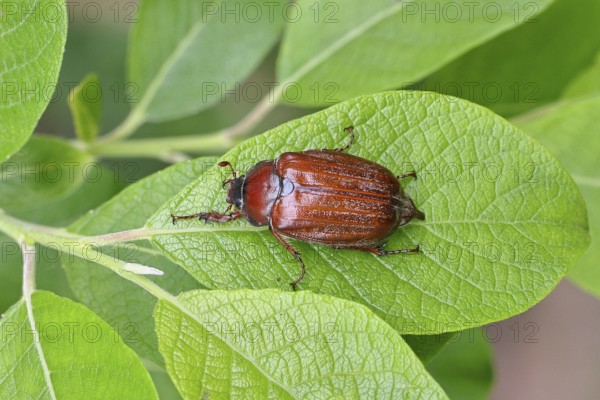 May beetle, wood cockchafer (Melolontha hippocastani), female, on leaf of a willow (Salix caprea), close-up, Wilnsdorf, North Rhine-Westphalia, Germany