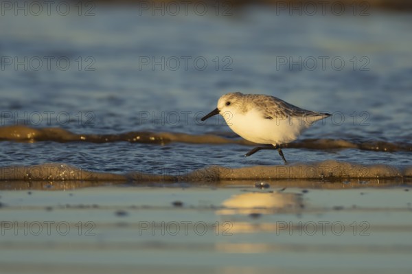 Sanderling (Calidris alba) adult bird in winter plumage running in the surf of the sea on a beach, England, United Kingdom
