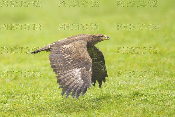 Steppe eagle (Aquila nipalensis) flying over a meadow on a foggy day in autumn, Bavaria, Germany