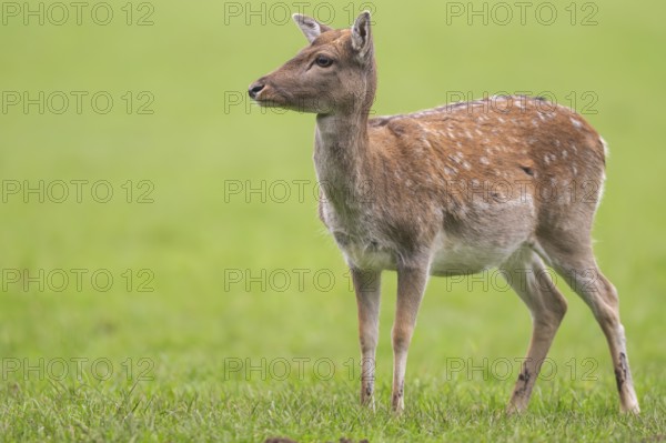 European fallow deer (dama dama) doe on a meadow in autumn, Bavaria, Germany