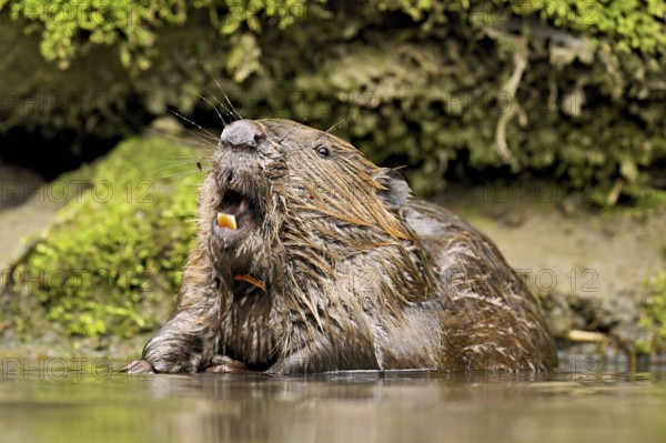 Eurasian beaver, European beaver (Castor fibre), sitting in water with open mouth, Canton Zug, Switzerland