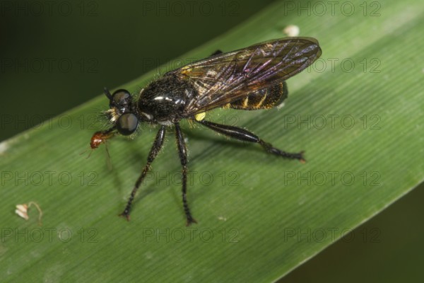 A shimmering black robber fly (Choerades fimbriata) with impaled fly as prey sitting on a green blade of grass Baden-Württemberg, Germany