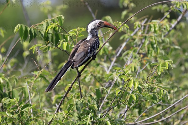 Mopanetoko (Tockus rufirostris), Southern Red-billed Hornbill, adult, on tree, alert, Kruger, Kruger National Park, South Africa
