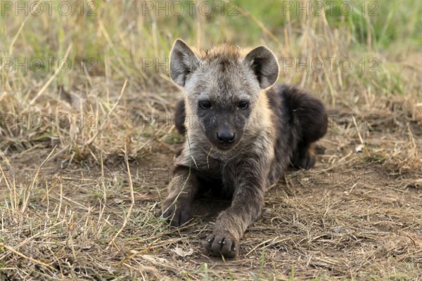Spotted hyena (Crocuta crocuta), spotted hyena, juvenile, alert, lying, Kruger, Kruger National Park, South Africa