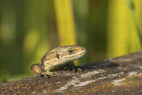 Common lizard (Zootoca vivipara) adult reptile walking on a wooden sleeper, England, United Kingdom