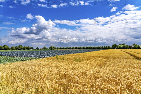 Agriculture, fields, wheat on the right, cabbage cultivation on the left, red cabbage, near Kempen on the Lower Rhine, North Rhine-Westphalia, Germany