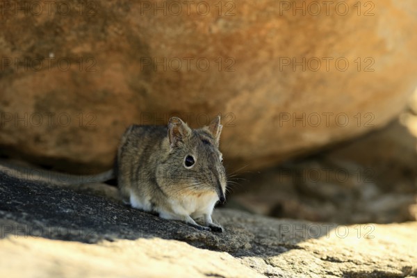 Short-eared elephant shrew (Macroscelides probosideus), adult, foraging, Mountain Zebra National Park, Eastern Cape, South Africa