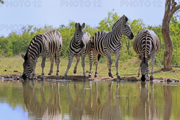 Burchell's zebra (Equus quagga burchelli), Burchell's zebra, adult, group, at water, waterhole, drinking, alert, Kruger, Kruger National Park, South Africa