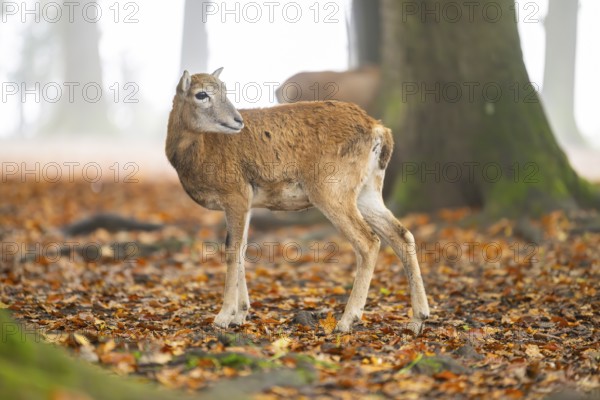 European mouflon (Ovis aries musimon) sheep (female) standing in a forest in autumn, Bavaria, Germany