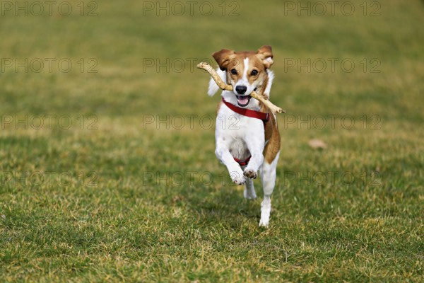 Beagle with branch in mouth jumps across meadow, Switzerland