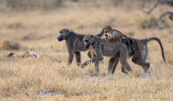 Bear baboons (Papio ursinus) young on the back of the mother, foraging, Third Bridge, Okavango Delta, Moremi Game Reserve, Botswana