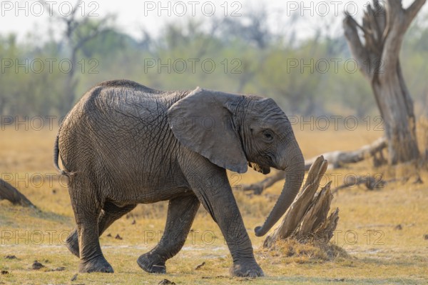 African elephant (Loxodonta africana), young animal, Okavango Delta, Moremi Game Reserve, Botswana
