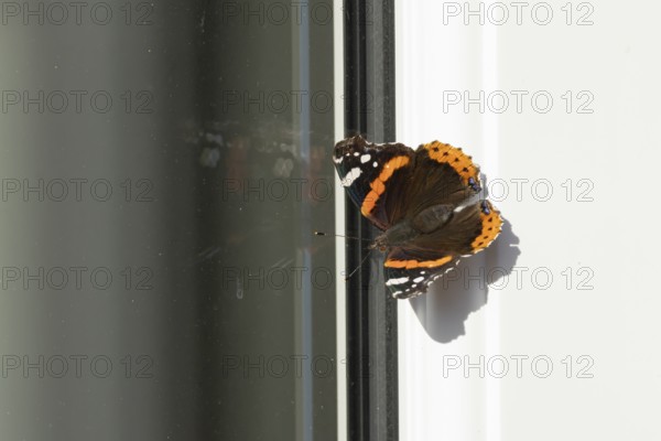Red admiral butterfly (Vanessa atalanta) adult insect resting on a house window frame in summer, England, United Kingdom