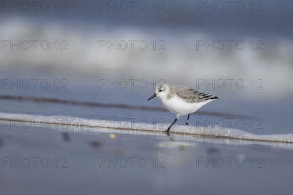 Sanderling (Calidris alba) adult bird in winter plumage in the surf of the sea on a beach, Norfolk, England, United Kingdom