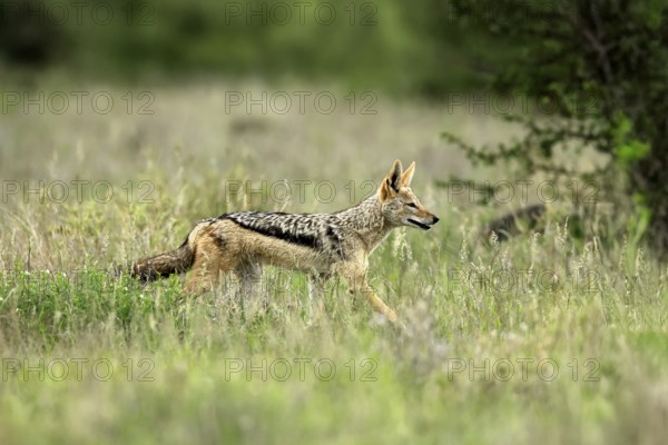 Black-backed jackal (Lupulella mesomelas), adult, alert, stalking, foraging, Kruger, Kruger National Park, South Africa