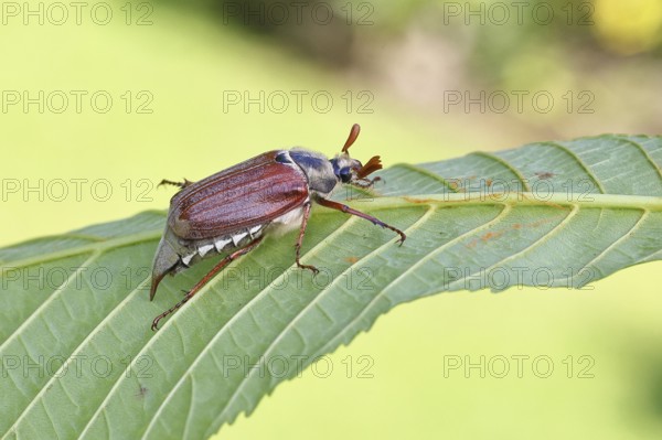 May beetle, wood cockchafer (Melolontha hippocastani), male, on leaf of a horse chestnut (Aesculus hippocastanum), close-up, Wilnsdorf, North Rhine-Westphalia, Germany