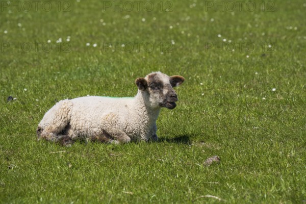 A sheep lies on the meadow by the dyke, Nordstrand, North Frisia, North Sea, Schleswig-Holstein, Germany