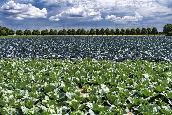 Agriculture, fields, cabbage cultivation, red cabbage and white cabbage, near Kempen on the Lower Rhine, North Rhine-Westphalia, Germany