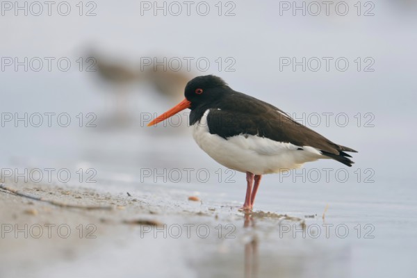 Oystercatcher (Haematopus ostralegus) resting in the Wadden Sea, on a sandy beach at the North Sea, typical and conspicuous, generally known limicole, wading bird with strong orange beak, wildlife, native nature, Meerbusch, Lower Rhine, Rhineland, Rhine district Neuss, North Rhine-Westphalia, Germany, Western Europe