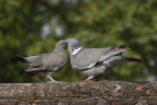 Wood pigeon (Columba palumbus) two birds with a juvenile squab bird being fed by an adult parent bird on an urban house rooftop, England, United Kingdom