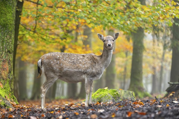 European fallow deer (dama dama) doe standing in a forest on a foggy day in autumn, Bavaria, Germany