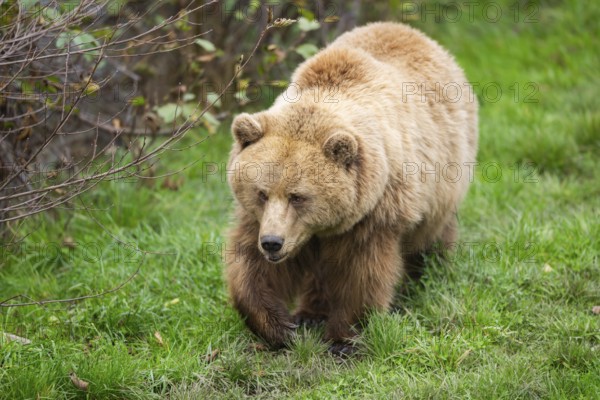 Eurasian Brown Bear (Ursus arctos arctos) walking on a meadow, Bavaria, Germany