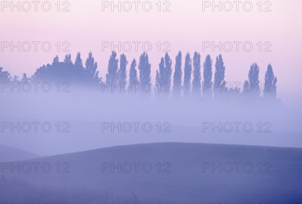 Landscape with deciduous trees at dawn and ground fog, Lower Rhine, North Rhine-Westphalia, Germany