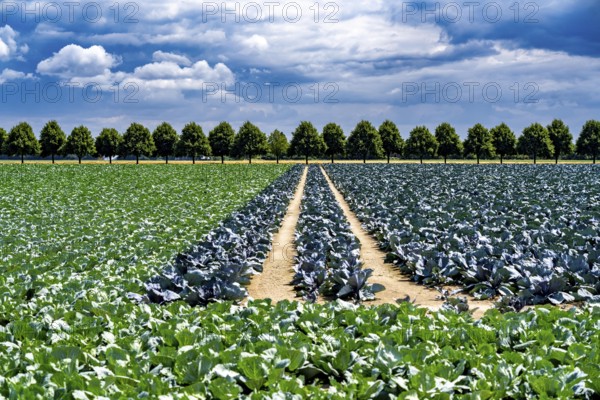 Agriculture, fields, cabbage cultivation, red cabbage and white cabbage, near Kempen on the Lower Rhine, North Rhine-Westphalia, Germany