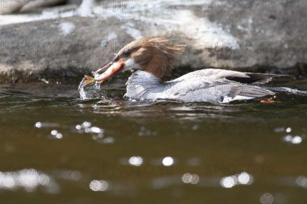 Common merganser (mergus merganser), Female catching a fish, La Mauricie national park. Province of Quebec, Canada