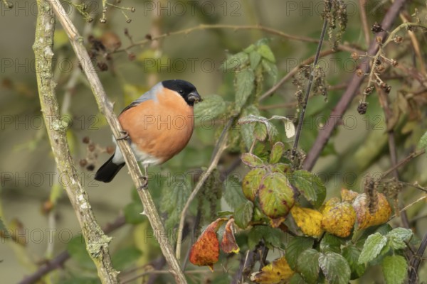 Eurasian bullfinch (Pyrrhula pyrrhula) adult male bird feeding on nettle seeds in a hedgerow in winter, Norfolk, England, United Kingdom