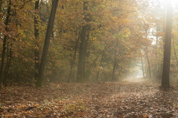 Forest walk in autumn, golden October, path through a beautifully autumn-coloured deciduous forest on a slightly foggy day, ground is covered with leaves, atmospheric, typical autumn picture with light fog, wet and cold weather provides bright, rich colours in the picture, local nature, Lower Rhine, North Rhine-Westphalia, Germany, Western Europe