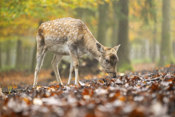 European fallow deer (dama dama) doe standing in a forest on a foggy day in autumn, Bavaria, Germany