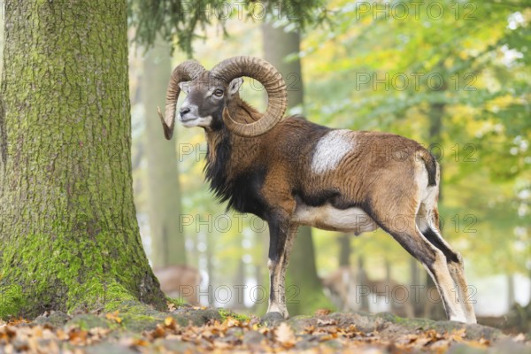 European mouflon (Ovis aries musimon) ram (male) standing in a forest in autumn, Bavaria, Germany