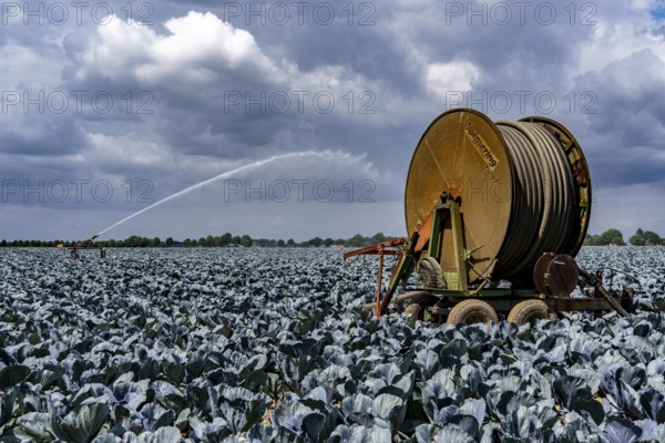Agriculture, artificial irrigation of a field, irrigation system, cabbage cultivation, red cabbage, near Kempen on the Lower Rhine, North Rhine-Westphalia, Germany