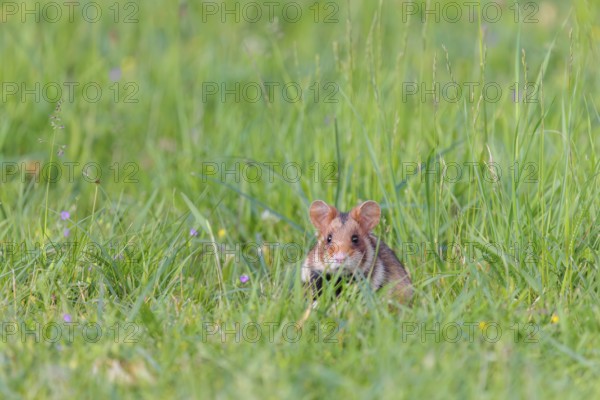 A European hamster (Cricetus cricetus) sits in a green meadow on a cloudy day