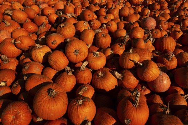 Pumpkin (Cucurbita), giant pumpkin, lots of pumpkins after the harvest, large pile of pumpkins after the harvest in autumn, golden October, waiting for Halloween, typical fruit also at Thanksgiving, North Rhine-Westphalia, Germany, Western Europe