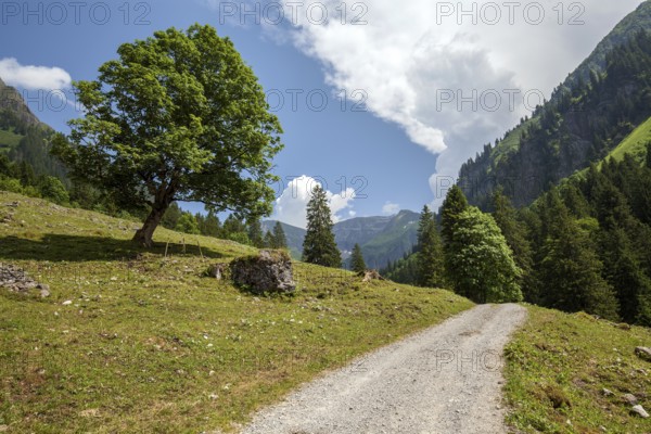 Hiking trail in the Dietersbach valley between Gerstruben and Dietersbachalpe, near Oberstdorf, Allgäu Alps, Oberallgäu, Allgäu, Bavaria, Germany
