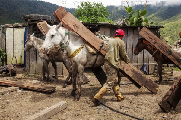 Draft horses and man, Man unloading a draft horse loaded with planks, Imbabura province, Ecuador, South America